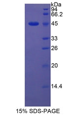 Figure 1. SDS-PAGE