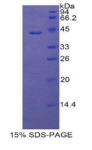 Figure 1. SDS-PAGE