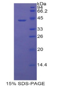 Figure 1. SDS-PAGE