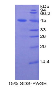 Figure 1. SDS-PAGE