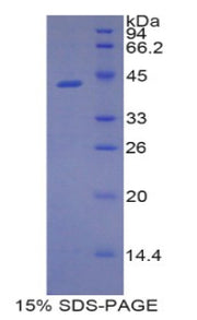 Figure 1. SDS-PAGE