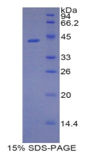 Figure 1. SDS-PAGE