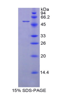 Figure 1. SDS-PAGE