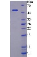 Figure 2. SDS-PAGE