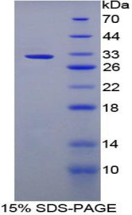Figure 1. SDS-PAGE
