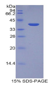Figure 1. SDS-PAGE
