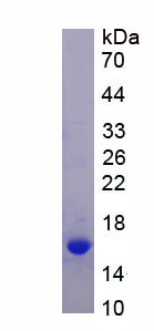 Figure 1. SDS-PAGE