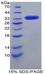 Figure 1. SDS-PAGE