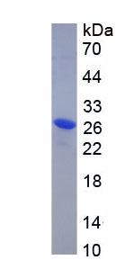 Figure 1. SDS-PAGE