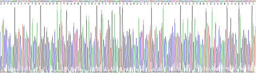 Recombinant Human Low Density Lipoprotein Receptor Related Protein 5 (LRP5)