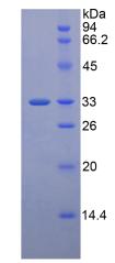 Figure 3. SDS-PAGE