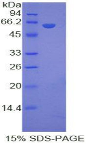 Figure 1. SDS-PAGE