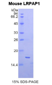 Figure 1. SDS-PAGE