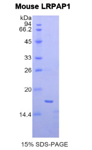 Figure 1. SDS-PAGE