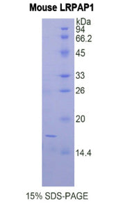 Figure 1. SDS-PAGE