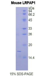 Figure 1. SDS-PAGE