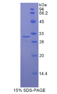 Figure 1. SDS-PAGE