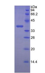 Figure 2. SDS-PAGE