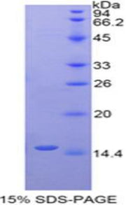 Figure 1. SDS-PAGE