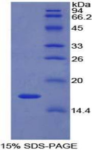 Figure 1. SDS-PAGE