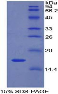 Figure 1. SDS-PAGE