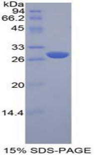 Figure 1. SDS-PAGE
