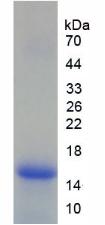 Figure 2. SDS-PAGE