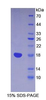Figure 1. SDS-PAGE