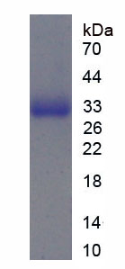 Figure 1. SDS-PAGE