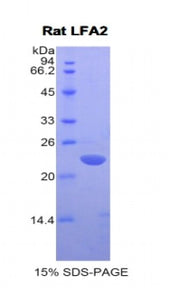 Figure 1. SDS-PAGE