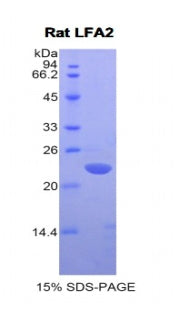 Figure 1. SDS-PAGE