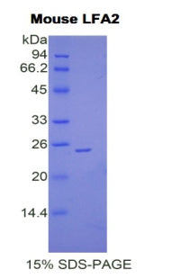 Figure 1. SDS-PAGE