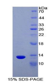 Figure 1. SDS-PAGE