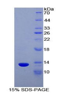 Figure 1. SDS-PAGE