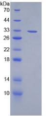 Figure 2. SDS-PAGE