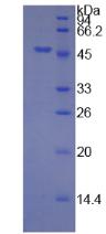 Figure 2. SDS-PAGE