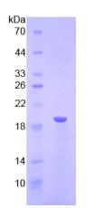 Figure 2. SDS-PAGE