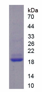 Figure 1. SDS-PAGE