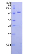 Figure 2. SDS-PAGE