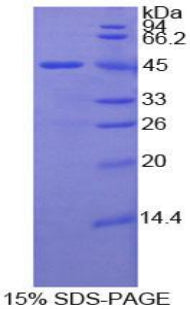 Figure 1. SDS-PAGE