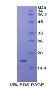 Figure 1. SDS-PAGE