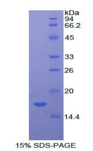 Figure 1. SDS-PAGE