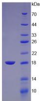 Figure 2. SDS-PAGE