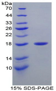 Figure 1. SDS-PAGE