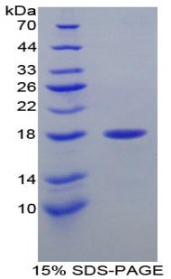 Figure 1. SDS-PAGE