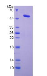 Figure 2. SDS-PAGE