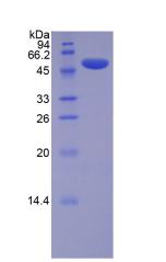 Figure 2. SDS-PAGE