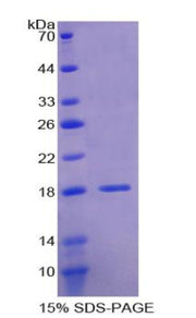 Figure 1. SDS-PAGE