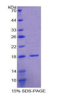 Figure 1. SDS-PAGE