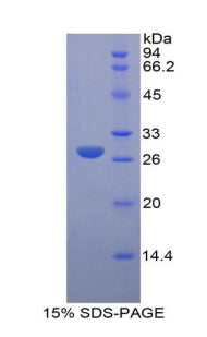 Figure 1. SDS-PAGE